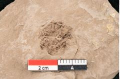 Foto (Detailansicht) von Taxodium distichum miocenicum Heer (NHMW-GEO-2024-0188-6407)